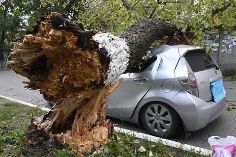 Кто отвечает за деревья