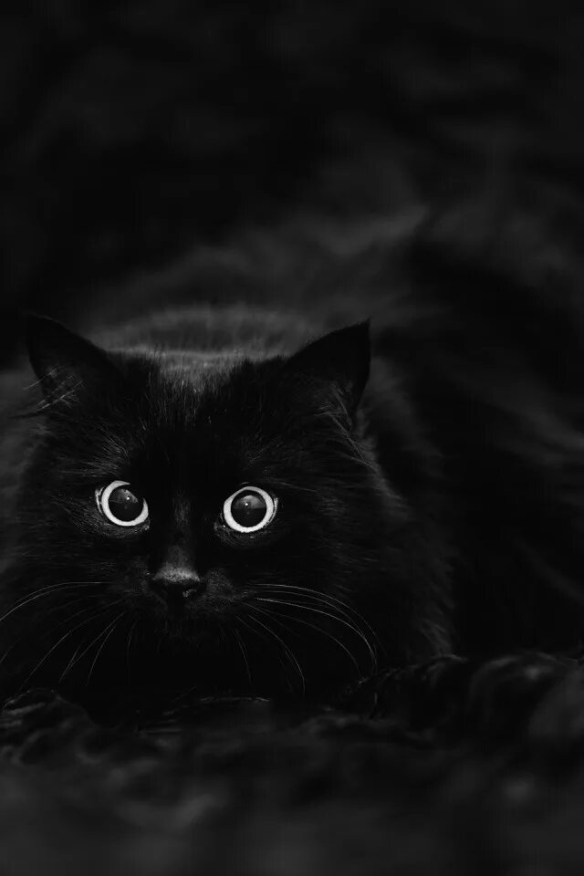 Чёрный кот. Черные коты. Красивая черная кошка. Красивые черные коты.