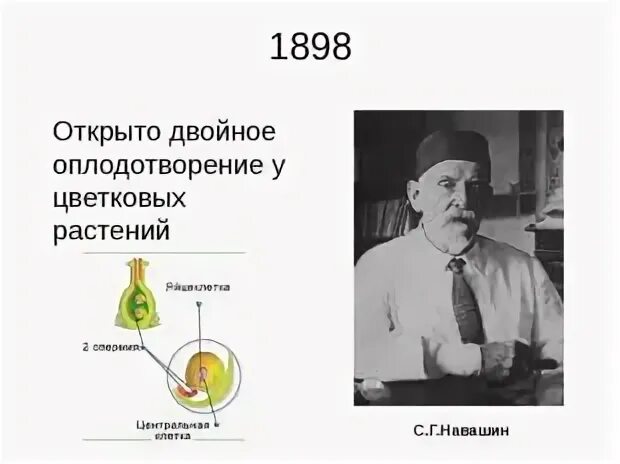 Двойное оплодотворение у растений открыл. Навашин открыл двойное оплодотворение. Навашин двойное оплодотворение цветковых.