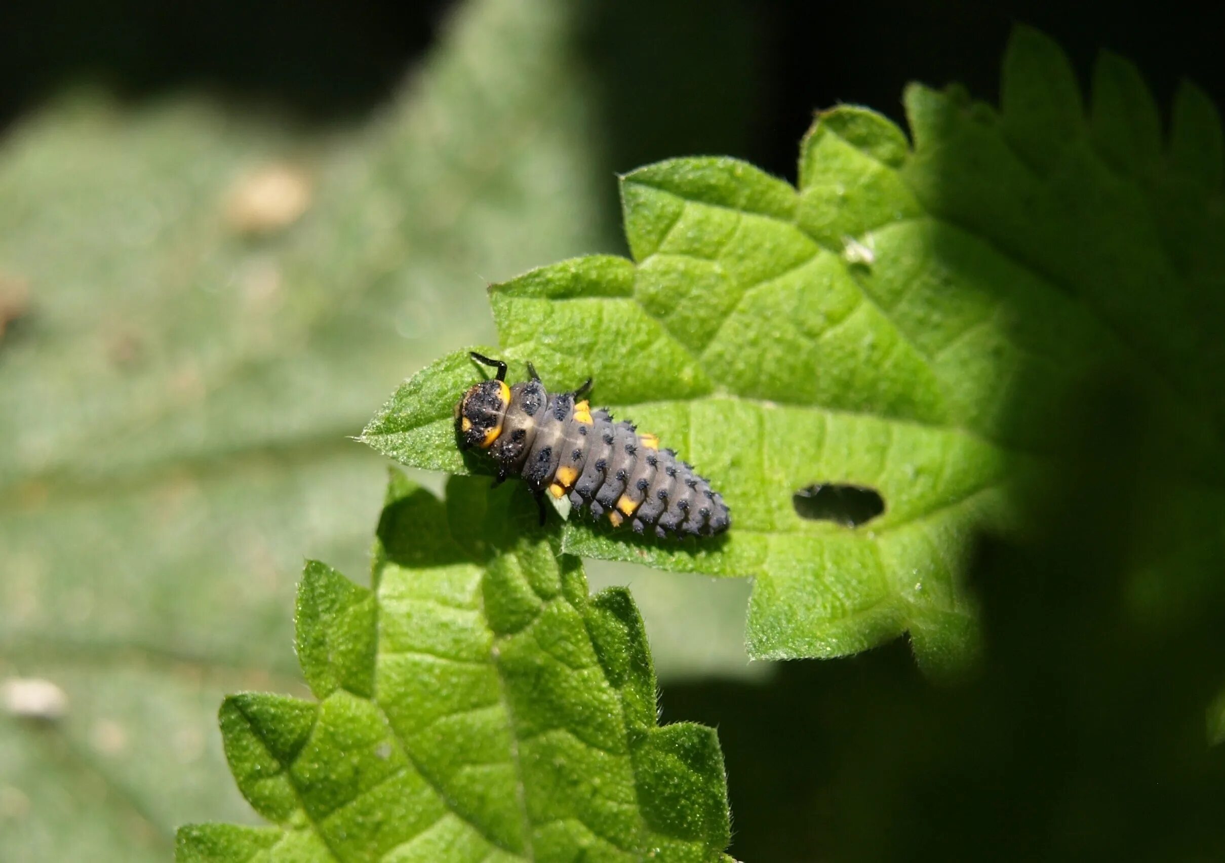 Жук ЛАРВА насекомое. Личинка Божьей коровки Scymninae. Гусеница Листоед. Божья коровка Листоед личинка. Муха гусеница