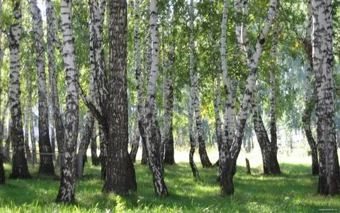 Березовая роща таруса