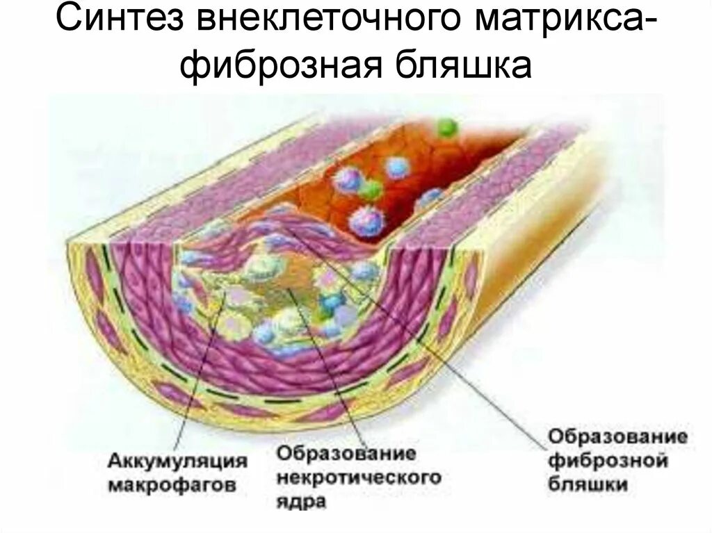 Вещества матрикса. Синтез внеклеточного матрикса фиброзная бляшка. клетки и внеклеточный матрикс. матрикс в клетке. экстраклеточный матрикс.