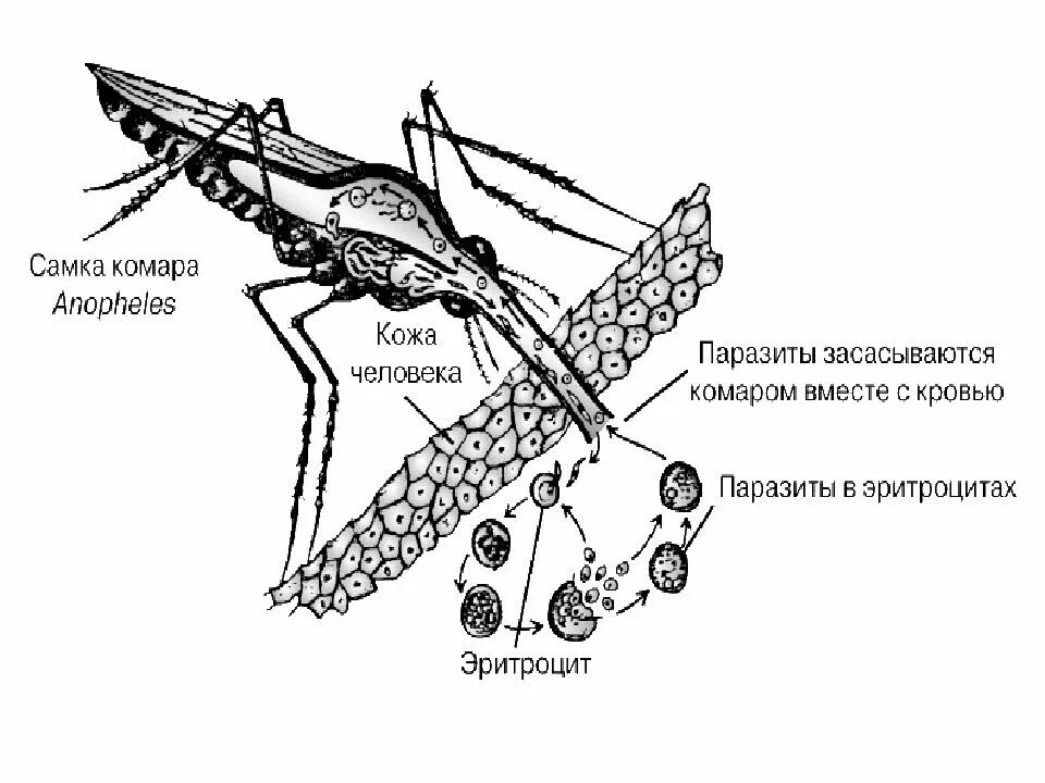 Какое развитие у малярийного комара. Внешнее строение малярийного плазмодия. Малярийный плазмодий строение. Цикл малярийного комара. Размножение малярийного комара.