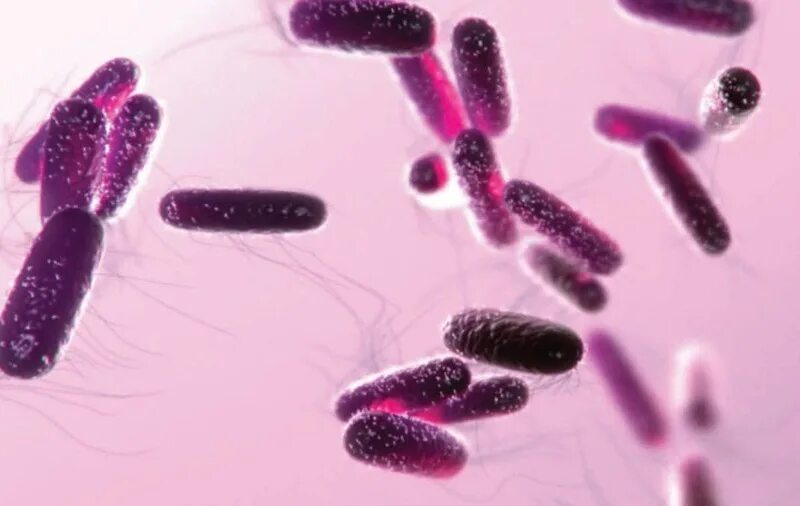 пурпурные альфа-протеобактерии. зеленые и пурпурные бактерии. пурпурные несерные бактерии. пурпурные альфа-протеобактерии. пурпурные серные бактерии.