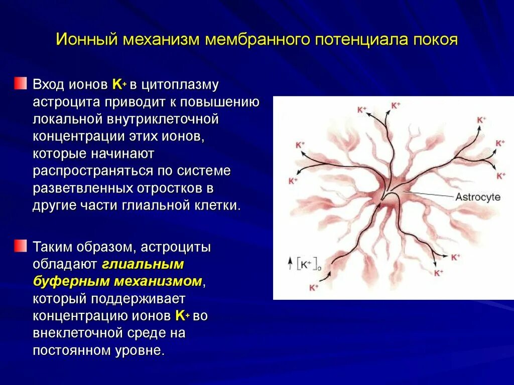 Короткие сильно ветвящиеся отростки. Ионные механизмы мембранного потенциала покоя. Ионный механизм мембранного потенциала. Ионный механизм формирования мембранного потенциала покоя. Ионные механизмы поддерживающие потенциал покоя клетки.