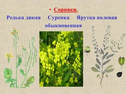 Сорняки крестоцветных растений