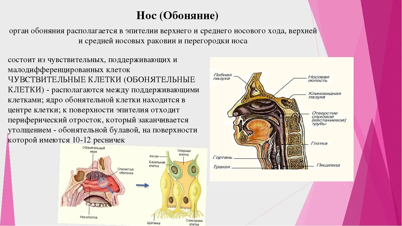Обоняние какой орган. Орган обоняния нос строение. Обонятельная область анатомия. Обонятельная раковина носовой полости. Орган обоняния анатомия строение и функции.