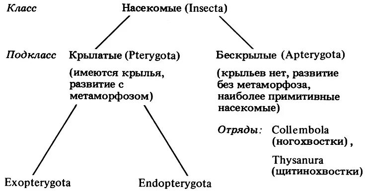 Классификация типа членистоногие. Классификация насекомых схема. Класс насекомые систематика. Схема систематики насекомых. Классификация насекомых таблица.