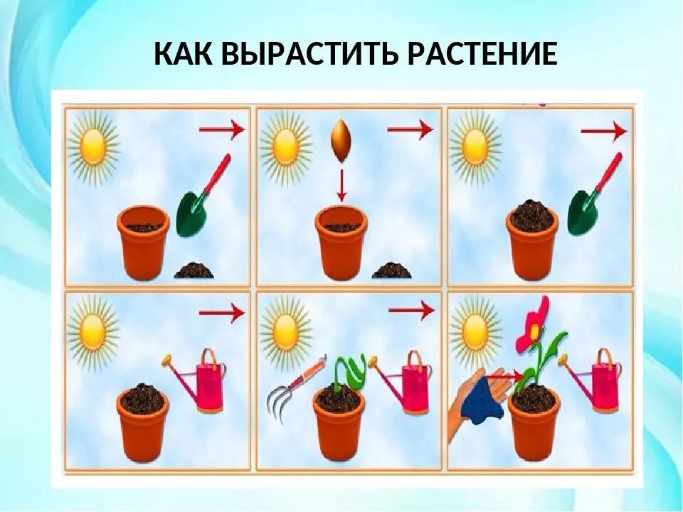 Ухаживание за растениями в детском саду. Алгоритм ухода за растениями для детей. Алгоритм посадки растений. Комнатные растения для дошкольников. Посадка цветов в детском саду