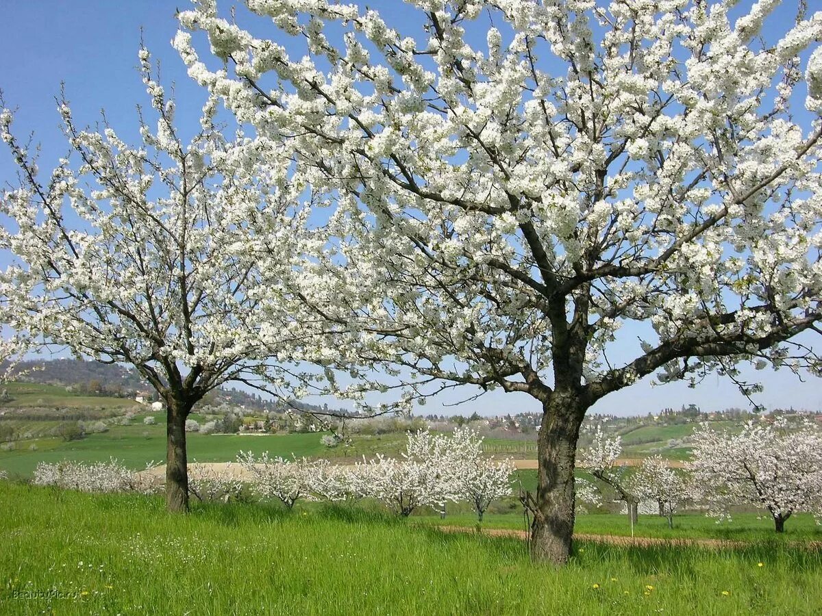 Bahor rasmlari. Цветущая вишня дерево. Черешня цветёт дерево Анапа. Деревья весной. Вес дерева.