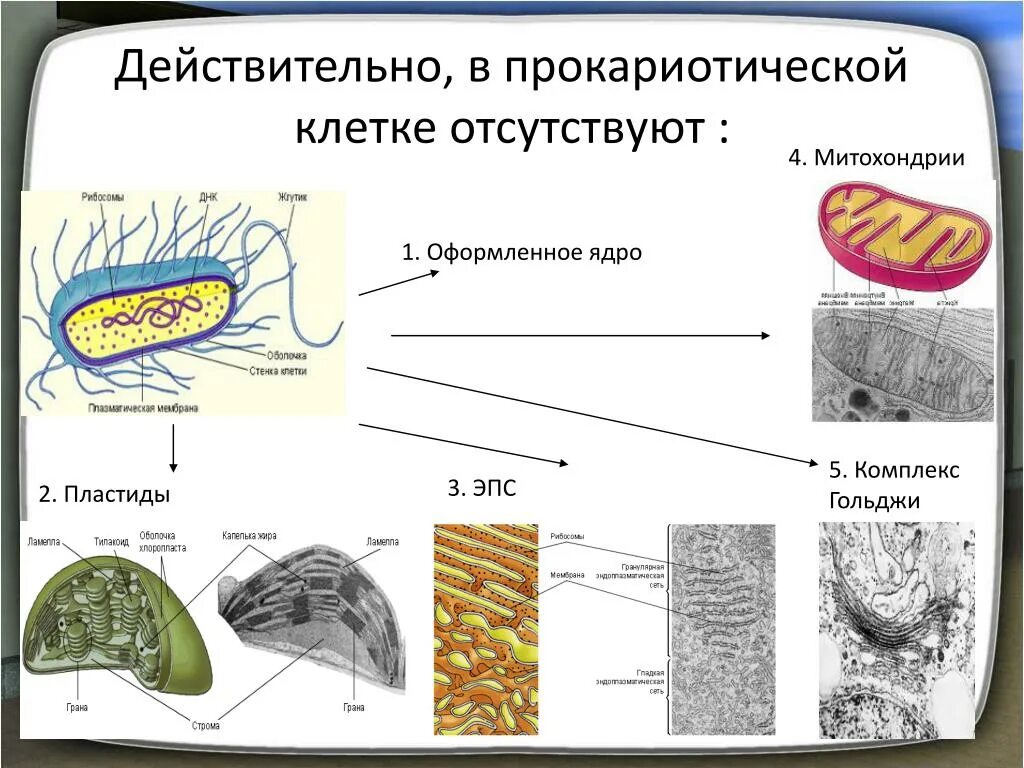 Митохондрии у прокариот. Комплекс Гольджи Прокариотическая клетка. Эндоплазматический ретикулум в прокариотических клетках. Что отсутствует в прокариотической клетке. Митохондрии отсутствуют в клетках.