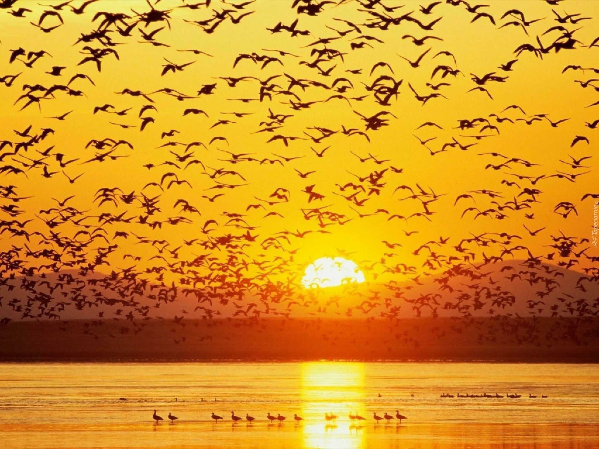 Теплые края. Стая птиц. Птицы на закате. Стая птиц на закате. Закат солнца и птицы.