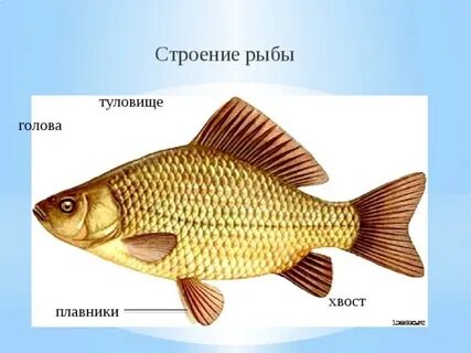 Кому из героев принадлежит рыбье туловище