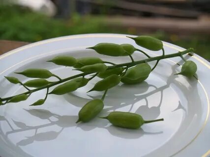 Плод редиски