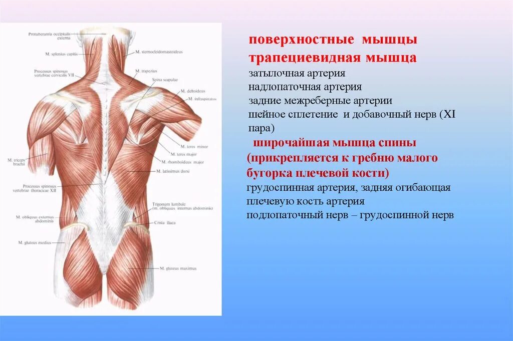 Трапециевидная функция. Кровоснабжение мышц спины анатомия. Миология мышцы спины анатомия. Мышцы фасции и топография спины анатомия. Поверхностные мышцы спины: строение, функция.