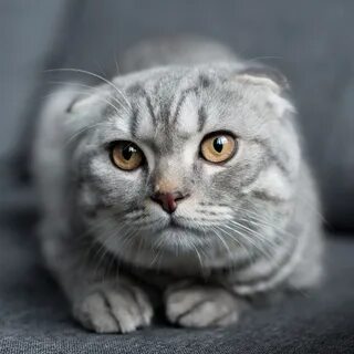 Шотландская серая