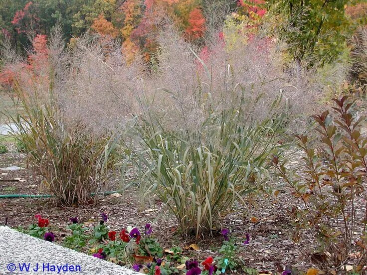 Просо в ландшафтном дизайне Switchgrass 'Panicum Virgatum' Backyard design, Plants, Backyard