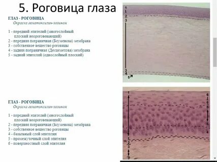 Эпителий роговицы