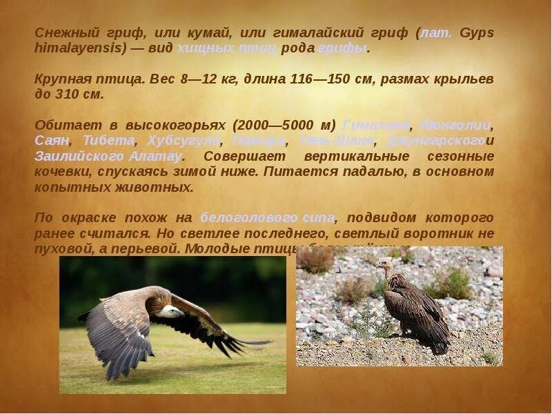 Гриф значение. (снежный гриф, кумай, гималайский гриф). гриф птица вес. гриф. характер птицы. птица гриф описание.