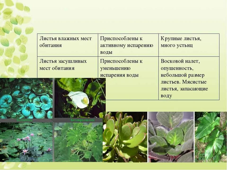 Какие черты сходства наблюдаются у светолюбивых растений