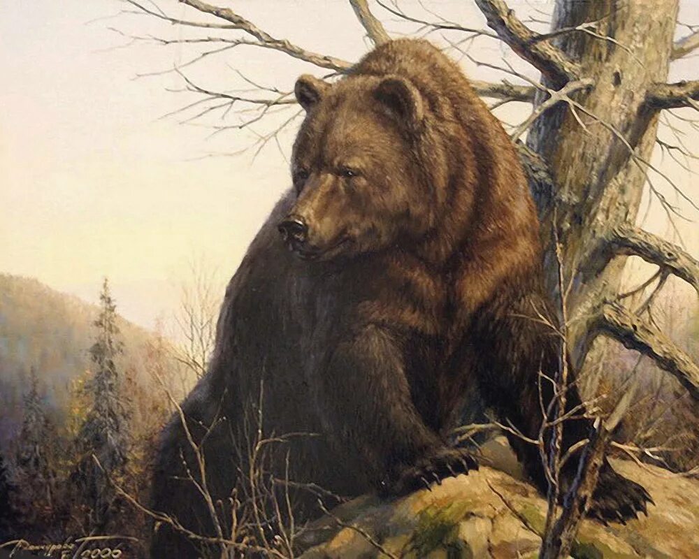 Хозяин тайги животное какое. Таежный медведь. Бурый медведь уссурийская тайга. Бурый медведь хозяин тайги. Хозяин тайги животное какое.