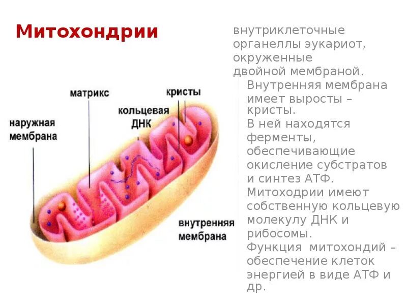 Органоиды содержащие собственную днк