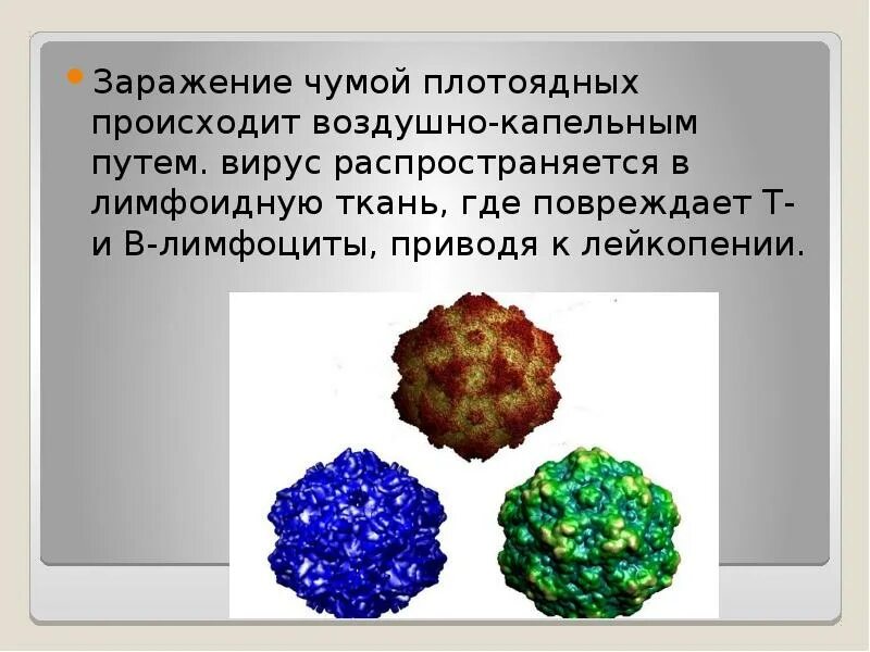 Вирус чумы плотоядных. Заражение чумой плотоядных. чума плотоядных это кратко.
