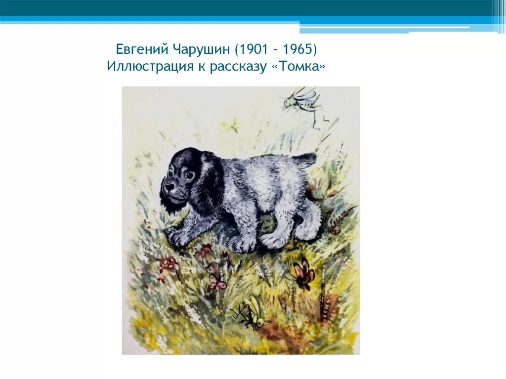 Как томка научился плавать. Иллюстрация к рассказу Томка Чарушин. Чарушин рассказы про Томку. Чарушин про Томку Рябчонок.