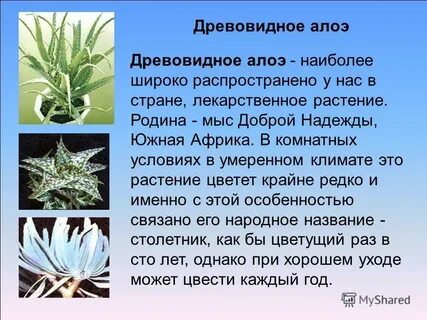 К какой группе относят алоэ