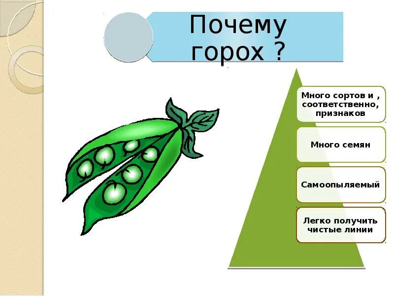 Чистые линии и форма