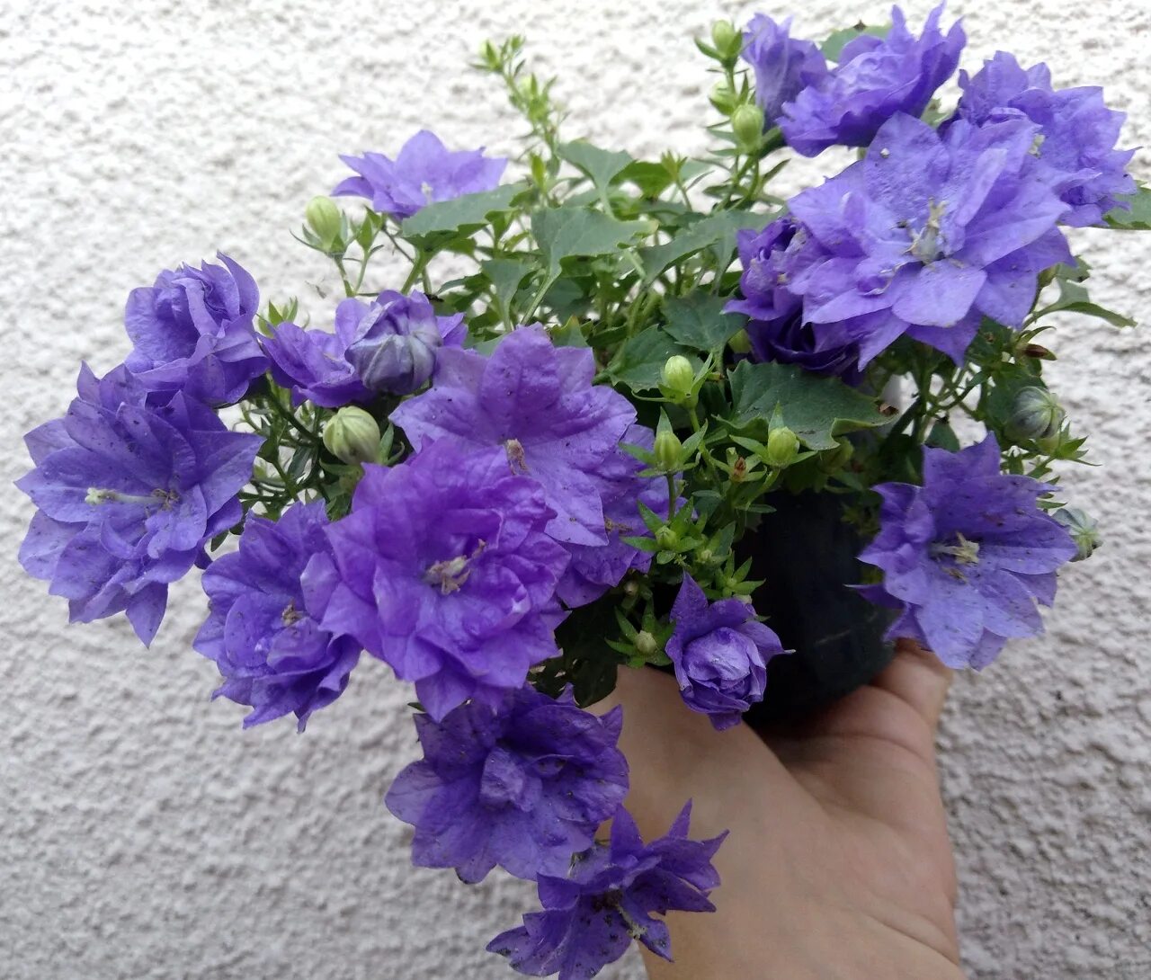 Кампанула махровая. Кампанула махровая. Кампанула жених махровый. Кампанула махровая. Кампанула махровая.