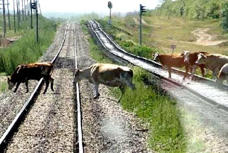 Корова на железной дороге. КРС на железной дороге. Выпас скота на железной дороге. Животные на железной дороге. Животный ж д