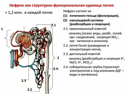 В состав нефрона входят почечная лоханка капсула