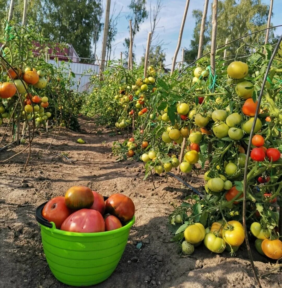 Огородник из рязани сорта томатов. Огородник из Рязани. Огородник из Рязани дзен томаты.