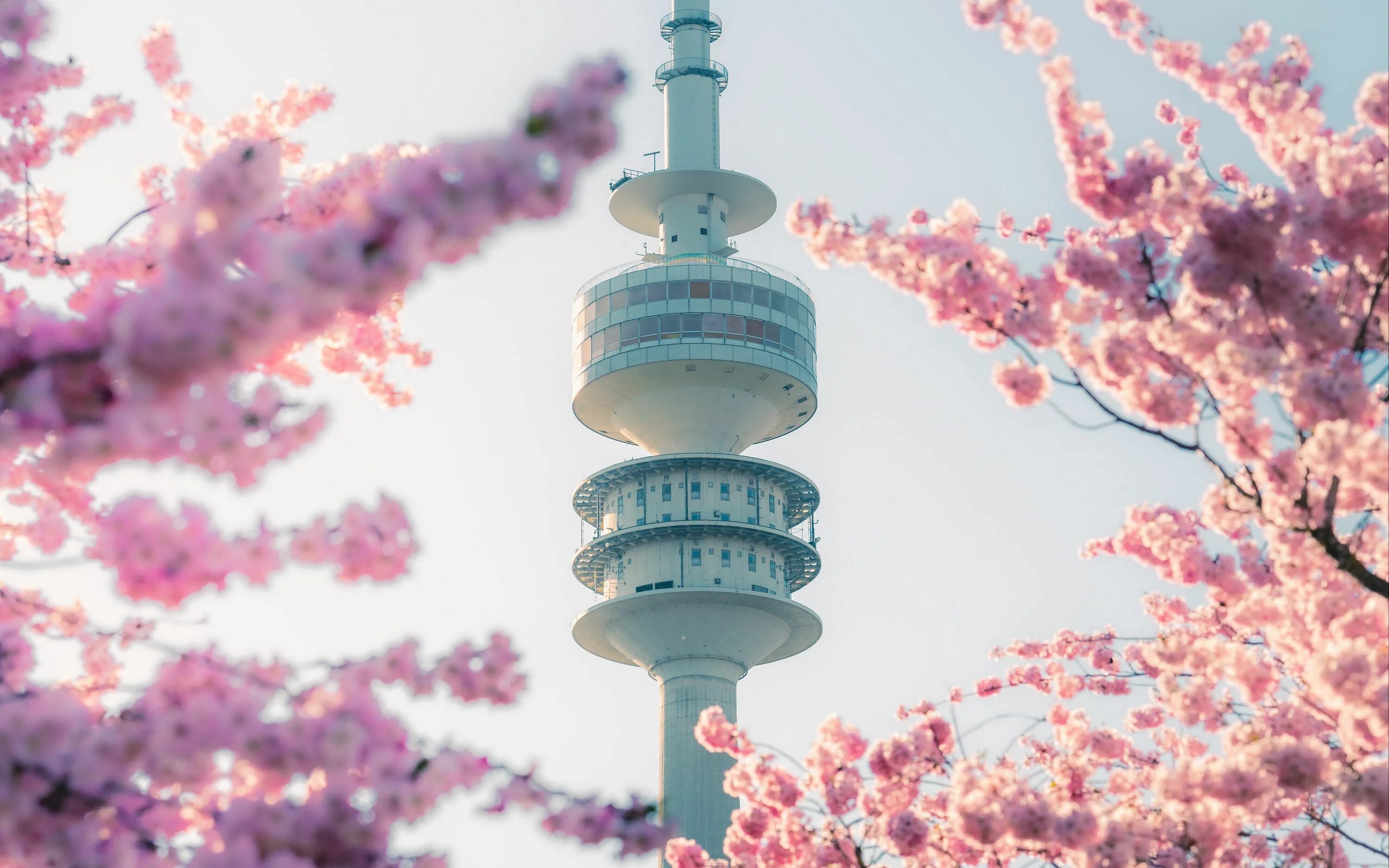 Сакура двигатель. Tokyo sky tree япония сакура. акация сакура. японские обои.