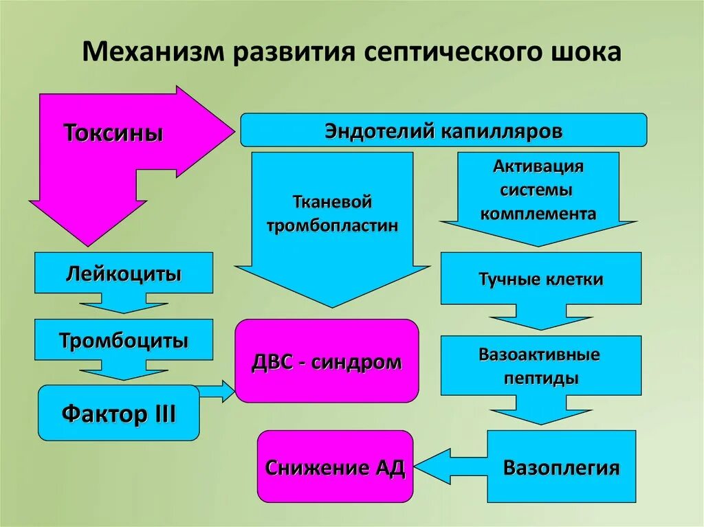 Патогенез септического шока. Механизм развития септического шока. Схема развития септического шока. Патогенез развития септического шока. Патогенез септического шока схема.