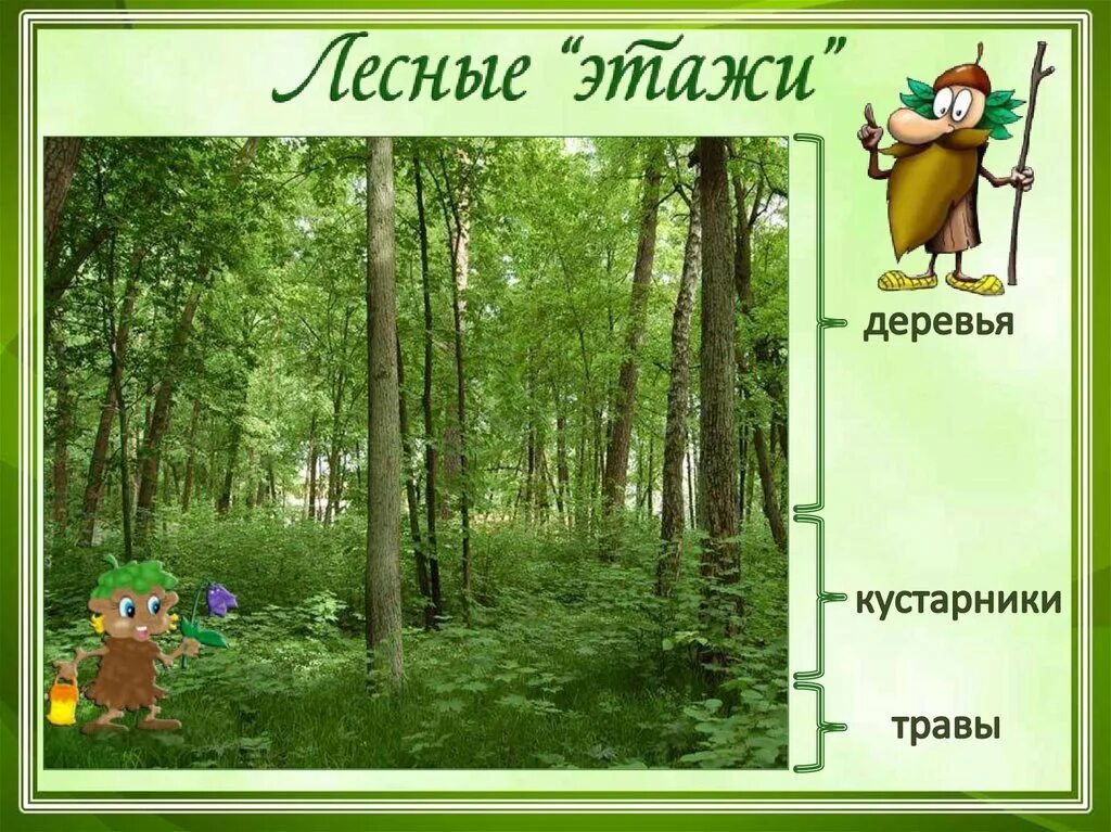 Модель этажи леса для дошкольников. Лес многоэтажный дом. Этажи леса схема. Лес волшебный дворец 3 класс окружающий мир. Ярусы леса для дошкольников.