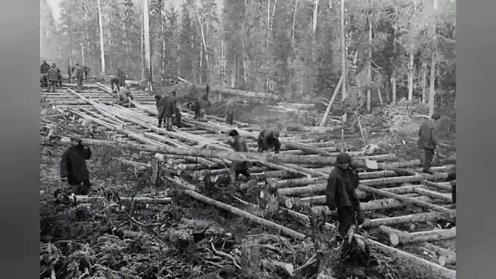 Город невольных лесоповалов. Колыма лагеря ГУЛАГА. ГУЛАГ лагерь Лесоповал. Лагеря Соловки Лесоповал. Вожаель ГУЛАГ.