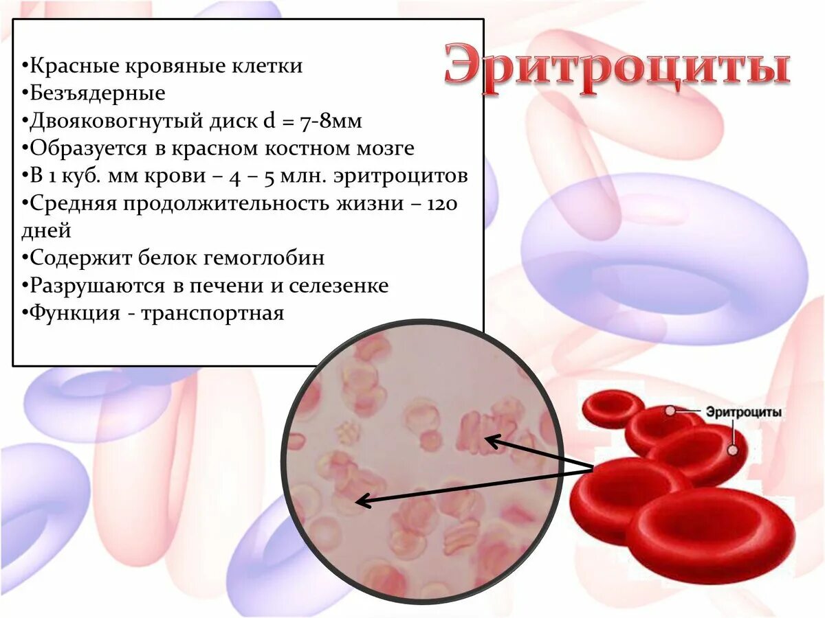 Где в организме человека происходит образование эритроцитов. Эритроциты. строение эритроцитов. эритроциты в крови. эритроциты строение и функции.