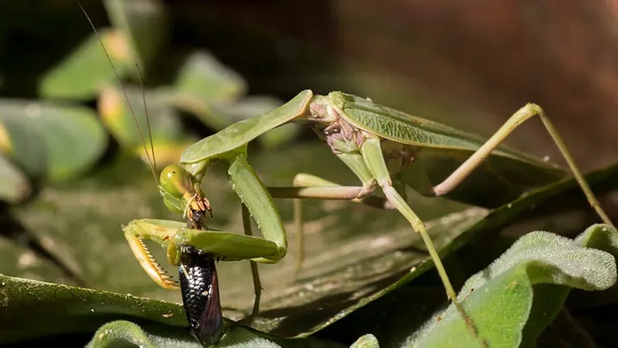 В какой таксон объединяются эти животные богомол. Богомол цильния хумералис. Парень богомол. Лапы богомола. Самка богомола спаривание.