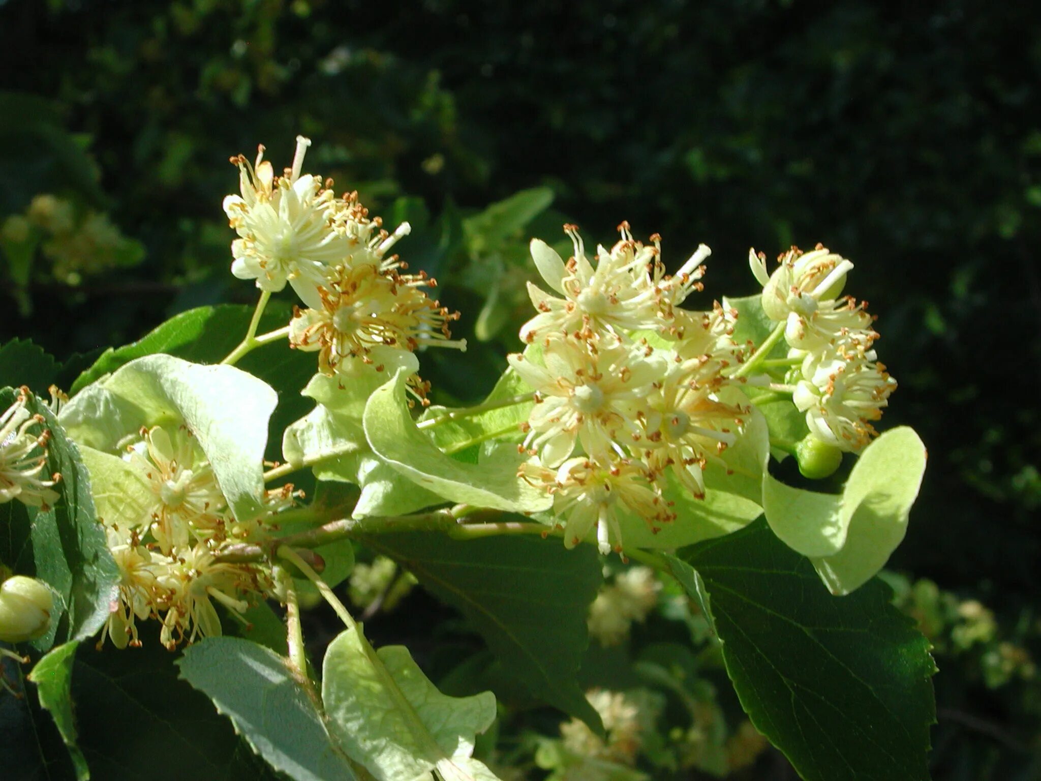 Зацветут липы заработают. Липа Кавказская (Tilia Caucasica). Липа Сибирская. Липа краснокнижная. Горная липа.