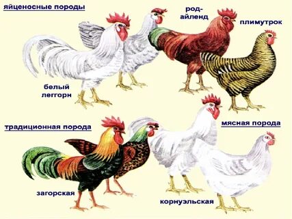 Какие породы кур несушек самые лучшие