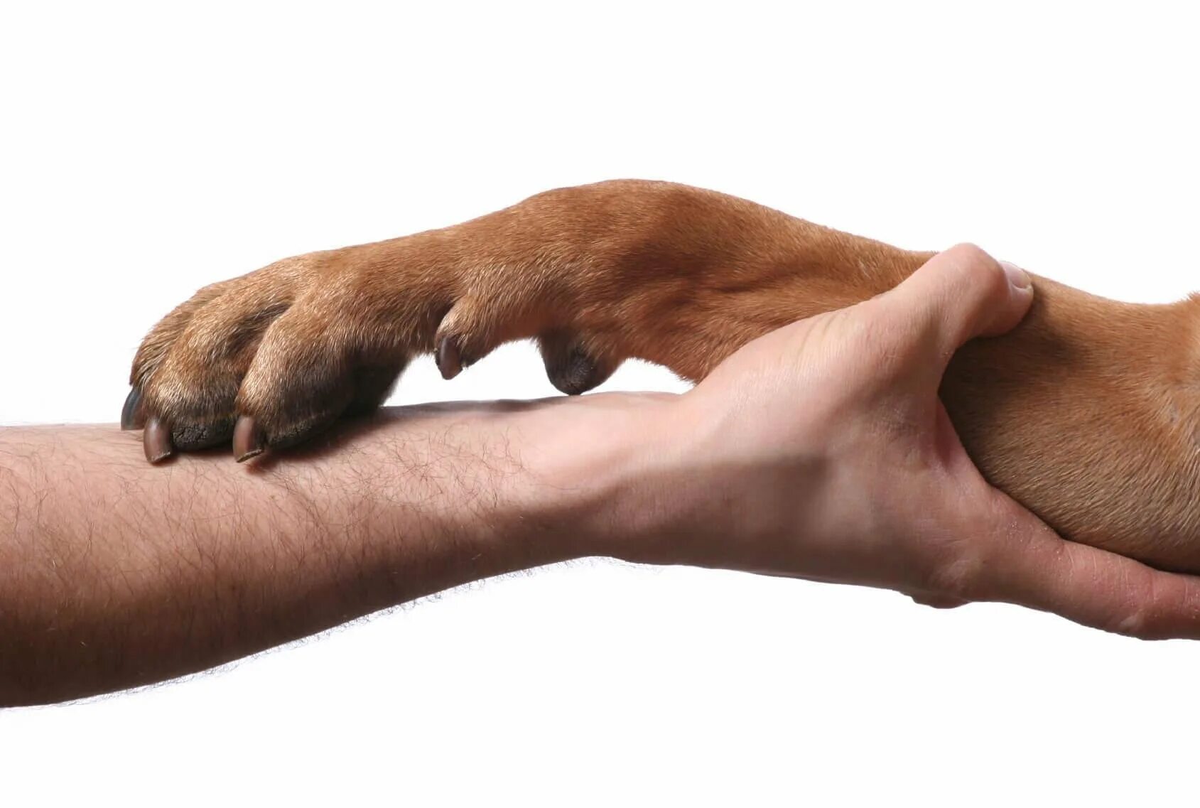 Рука и лапа собаки. Лапа собаки и рука человека. Помоги животным. Помогать животным.
