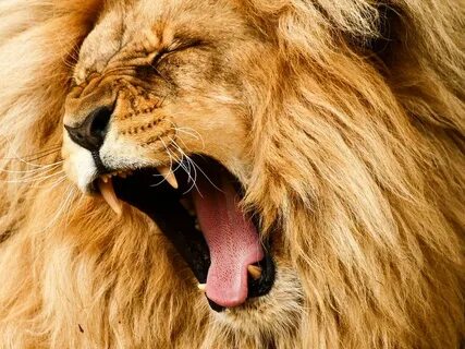 Roar
