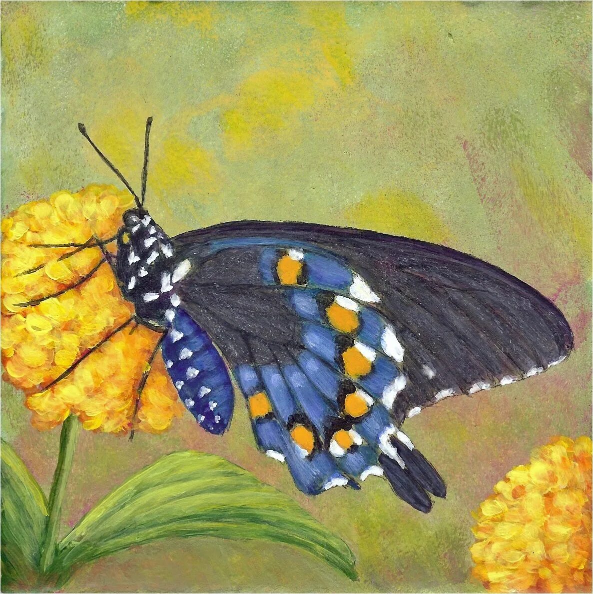 Цветок бабочка рассказ. Pipevine Swallowtail бабочка. Насекомые красками. Мотылек мальчику. Иллюстрация к стихотворению бабочка.