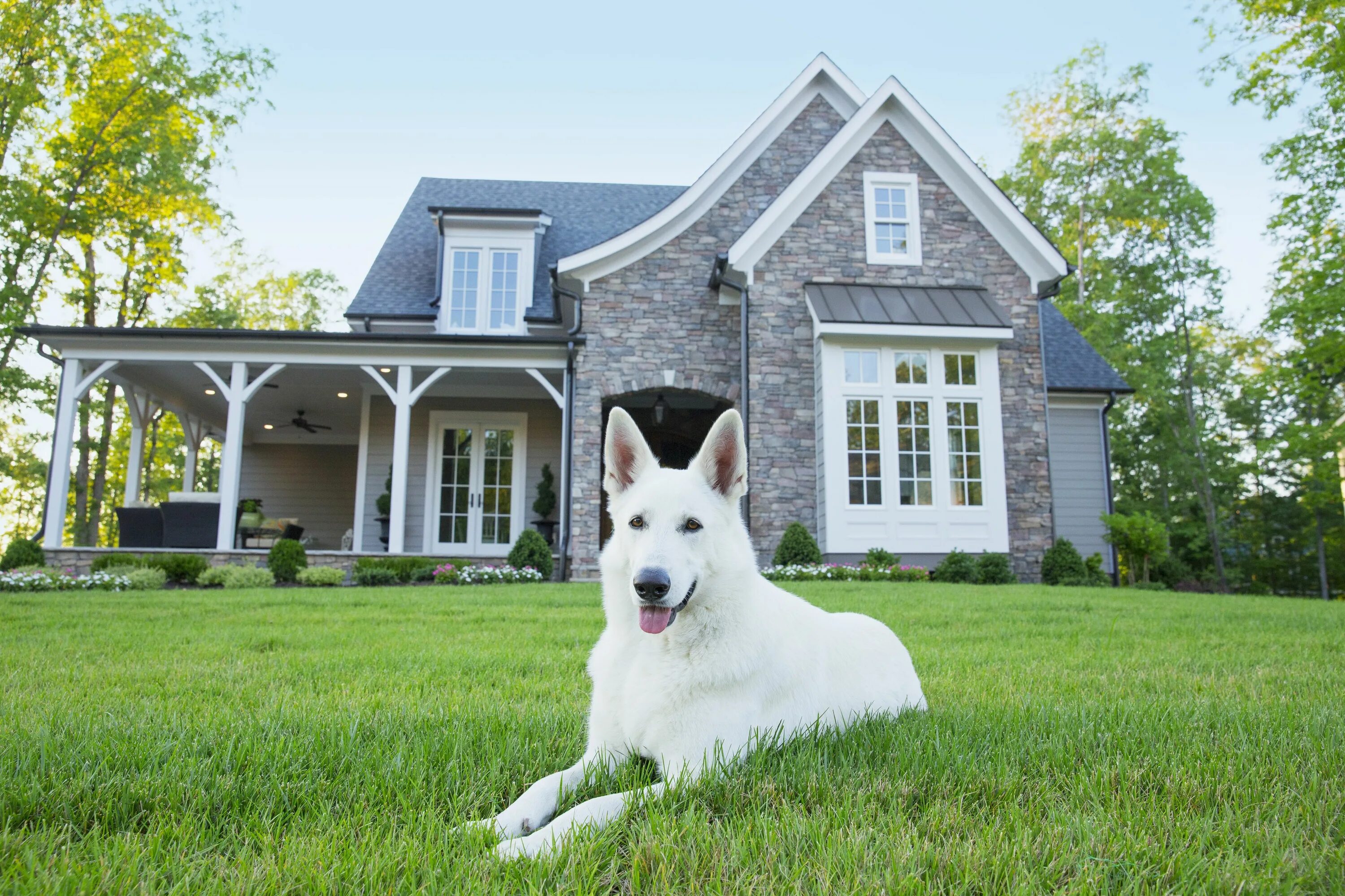 Дома появилась собака. Красивый дом для собаки. Собака для частного дома. Собака охраняет дом. Собака во дворе.