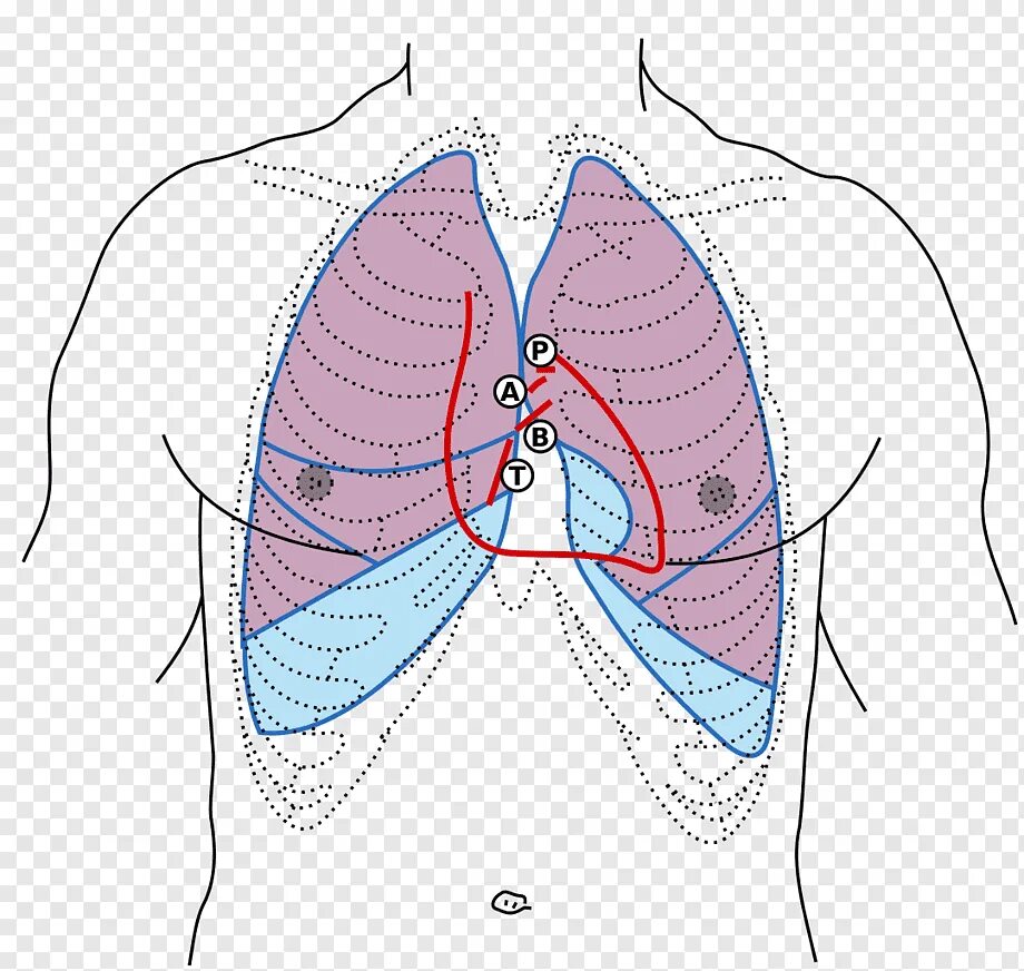 Относительная тупость сердца перкуссия норма. Относительная граница сердца топография. Перкуссия сердца. Расположение сердца и легких. Границы сердца и легких.
