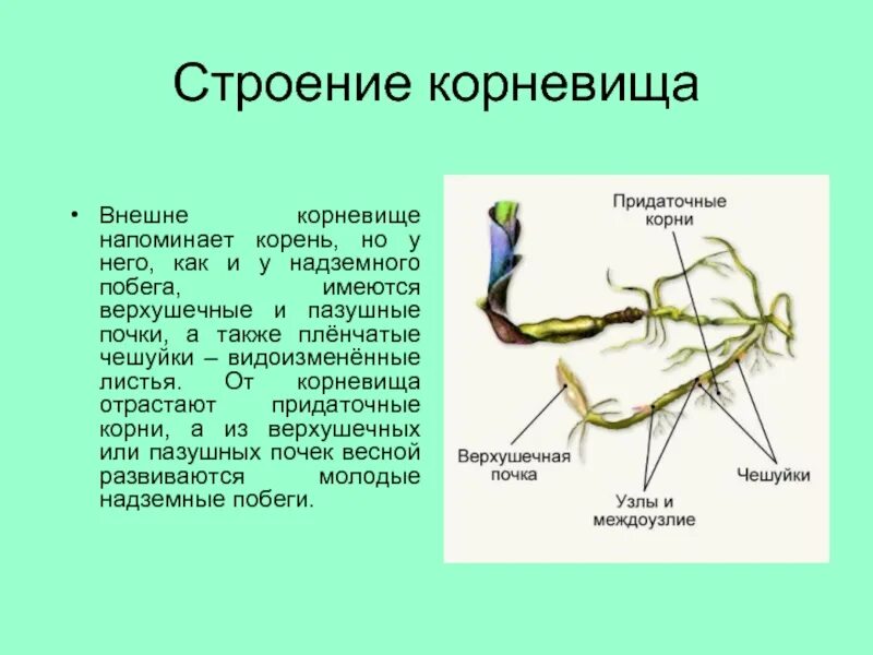 Как доказать что корневище. Видоизменённый побег корневище пырей. Корневище клубень луковица видоизмененные. Как доказать что корневище. Видоизменения подземных побегов корневище.
