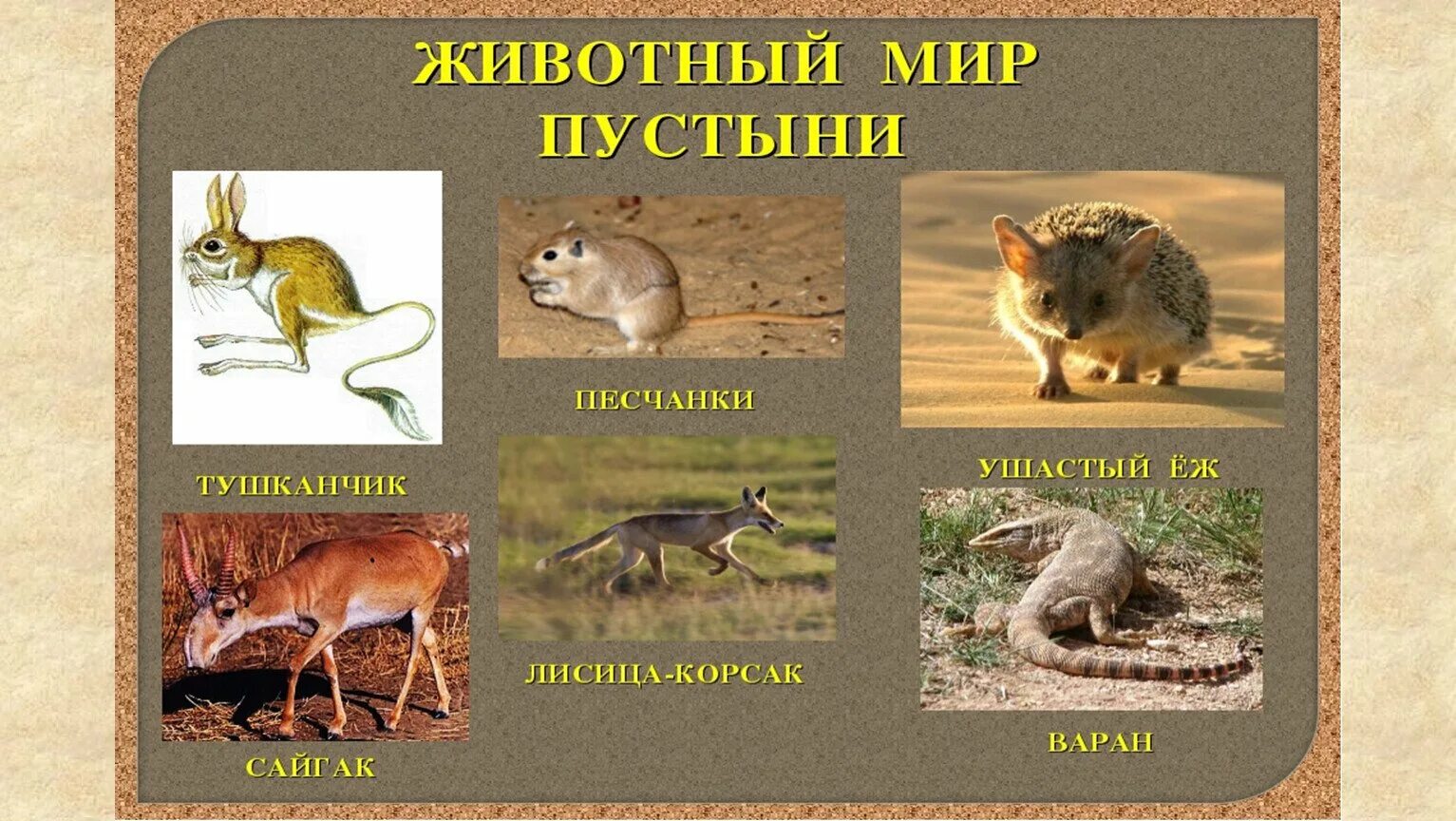 Условия обитания животных в степи. Животные зоны степей. растения и животные степи. животные степи россии. животные степи для детей.