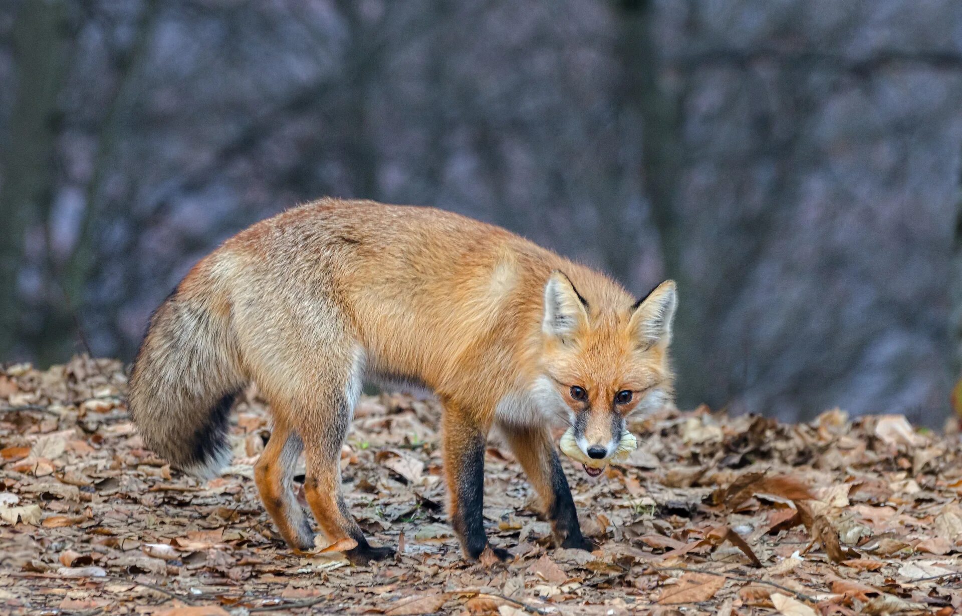 Fox на русском языке. Лисица Кавказская заповедник кавказский. Лисицы широколиственных лесов. Широколиственные леса лиса. Широколиственные леса животные лиса.